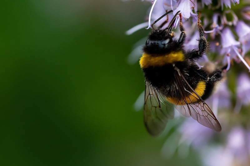 Pollinator Support